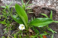 Curcuma oligantha