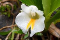 Curcuma oligantha (цветок)