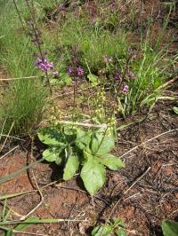 Вид Ocimum nudicaule