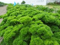 Petroselinum crispum: Triple Curled