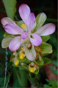 Curcuma amada (соцветие с цветками)