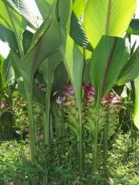 Curcuma zanthorrhiza
