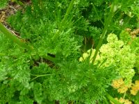 Petroselinum crispum: Curlina