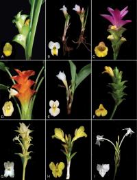 Разные виды Curcuma