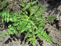 Дикая петрушка (Petroselinum segetum)