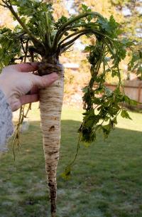 Petroselinum tuberosum: Arat