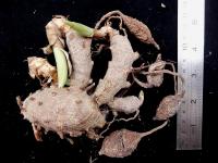Curcuma Leucorrhiza (корневище)