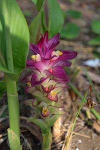 Curcuma zanthorrhiza (соцветие)