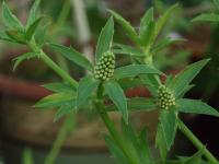 Длинный кориандр (Eryngium foetidum L.)