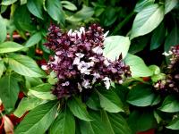 Тайский (Thai basil) базилик (Сиамская королева)