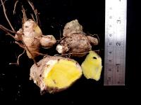 Корневище Curcuma mangga