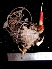 Curcuma rubescens (корень)