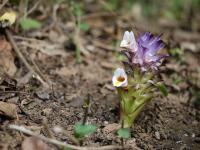 Curcuma karnatakensis