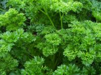 Petroselinum crispum: Krausa