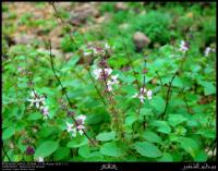 Базилик мятнолистный или камфарный (Ocimum menthifolium)