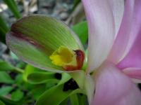 Curcuma Aeruginosa (цветок)