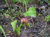Curcuma mutabilis