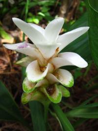 Curcuma sparganiifolia 'Cherry Princess'