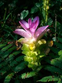 Curcuma amada (соцветие)