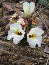 Curcuma oligantha