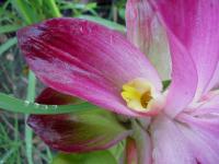 Цветок Curcuma zedoaria