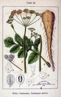 Pastinaca sativa. Иллюстрация