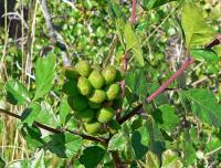 Rhus aromatica. Несозревшие плоды