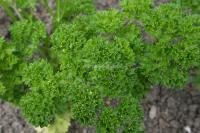Petroselinum crispum: Champion Moss Curled