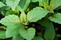 Анисовый базилик (Anise)