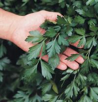Petroselinum crispum: Giant of Italy
