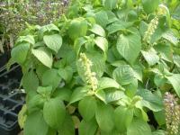 Базилик вида Ocimum viride