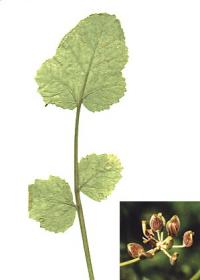 Pastinaca latifolia. Лист растения