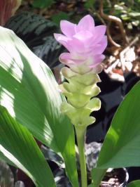 Гибрид Curcuma 'Laddawan'