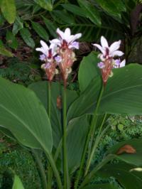 Curcuma rhabdota
