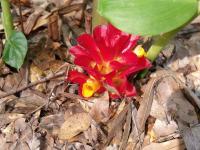 Curcuma rubrobracteata