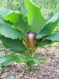 Гибрид Curcuma 'Sulee Rainbow'