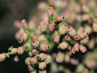 Rhus chinensis. Плоды