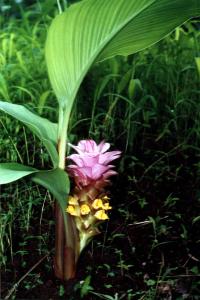 Curcuma pseudomontana