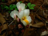 Curcuma karnatakensis