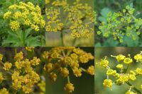 Соцветие растения ssp. sativa, sylvestris, urens