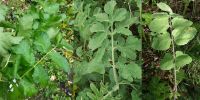 Лист растения ssp. sativa, sylvestris, urens