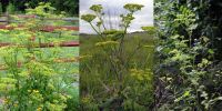 Растение видов ssp. sativa, sylvestris, urens