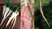 Корни растения видов sativa, sylvestris, urens