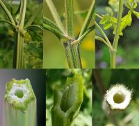 Стебель растения и срез стебля ssp. sativa, sylvestris, urens