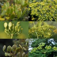 Плоды растения видов (сверху в низ): sativa, sylvestris, urens