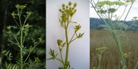 Верхняя часть растения ssp. sativa, sylvestris, urens