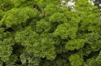 Petroselinum crispum: Forest Green