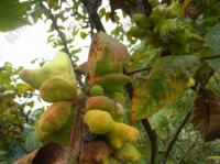 Rhus chinensis. Галлы