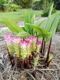 Curcuma rubescens