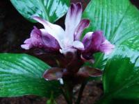 Curcuma decipiens